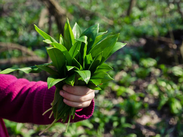 Spring Is Coming — And So Is Wild Garlic Season