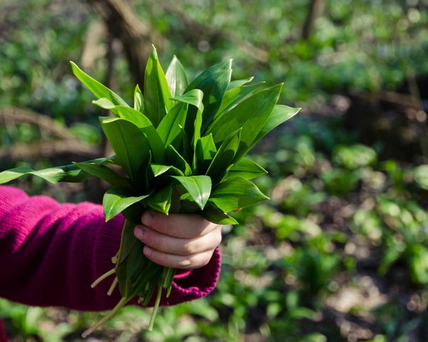 Spring Is Coming — And So Is Wild Garlic Season