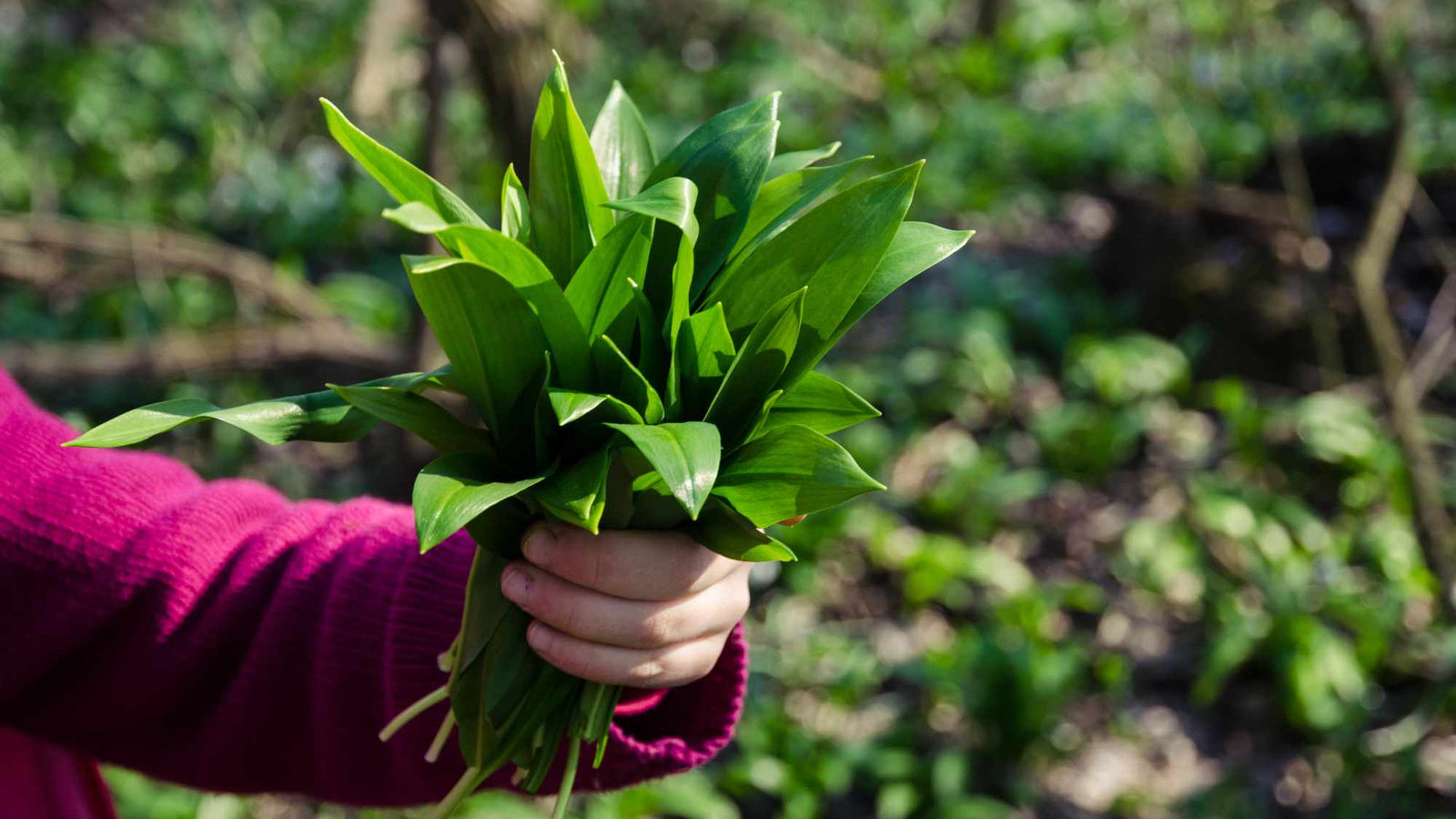 Spring Is Coming — And So Is Wild Garlic Season