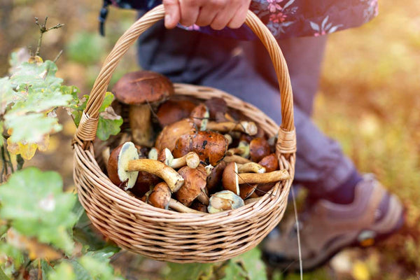 Foraging 101: Edible Plants and Mushrooms for Wild Cooking