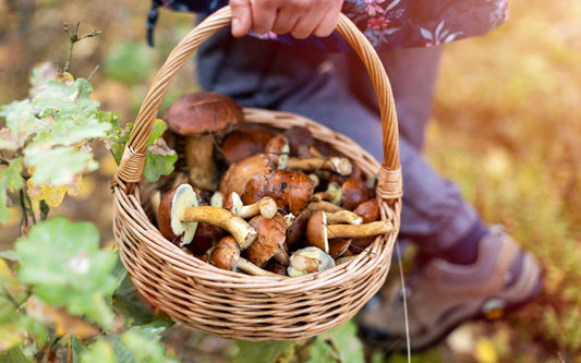Foraging 101: Edible Plants and Mushrooms for Wild Cooking