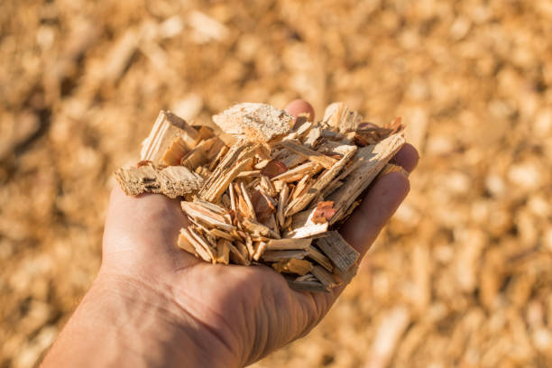 Wood Selection Guide: The Best Firewood for Cooking Meat